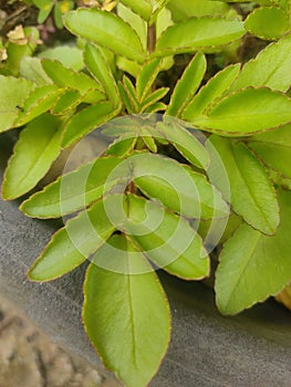 The Cocor Bebek plant has the scientific nameÂ Kalanchoe pinnataÂ or Bryophyllum pinnatum, this ornamental plant easily grow
